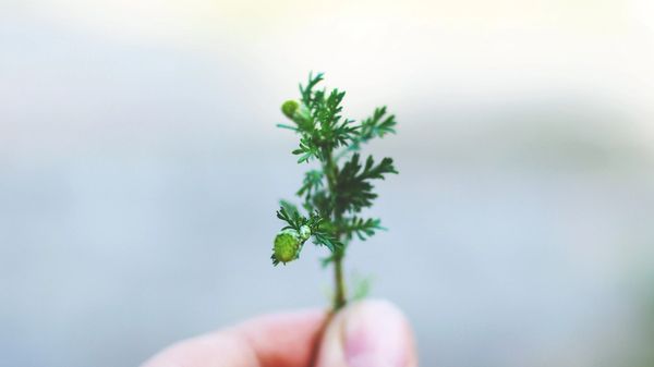 A hand holding a small plant